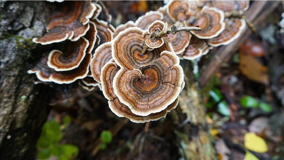 Mushrooms growing in ground