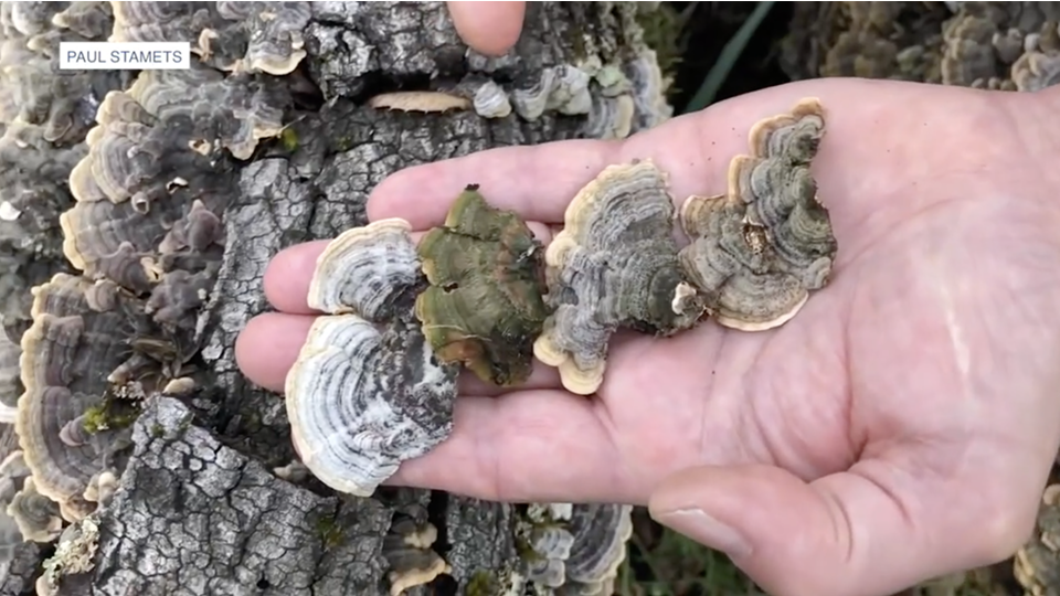 Mushrooms in hand
