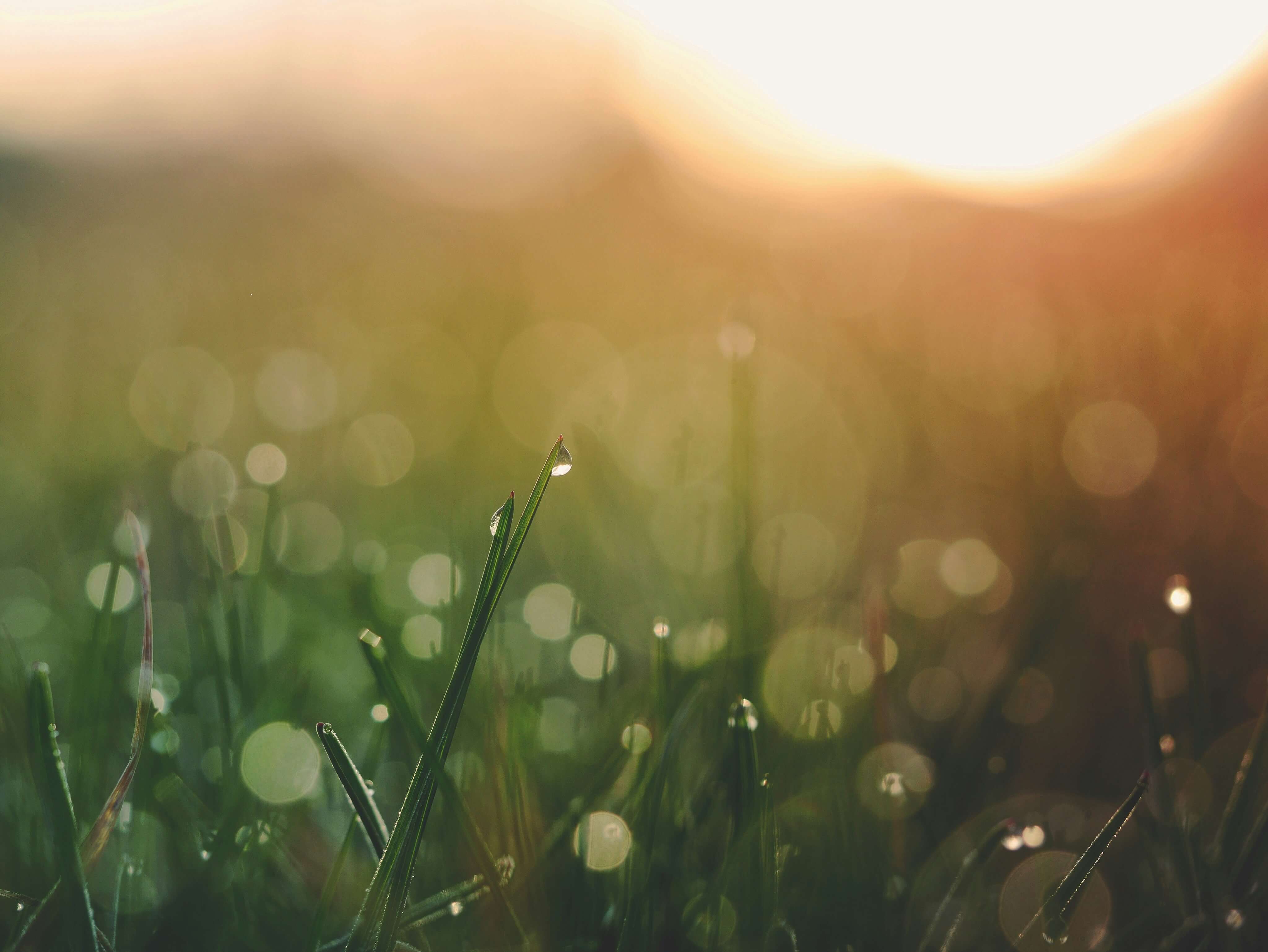 Macro shot of dew drops on a single blade of green grass at sunrise, with soft golden bokeh light in the background.