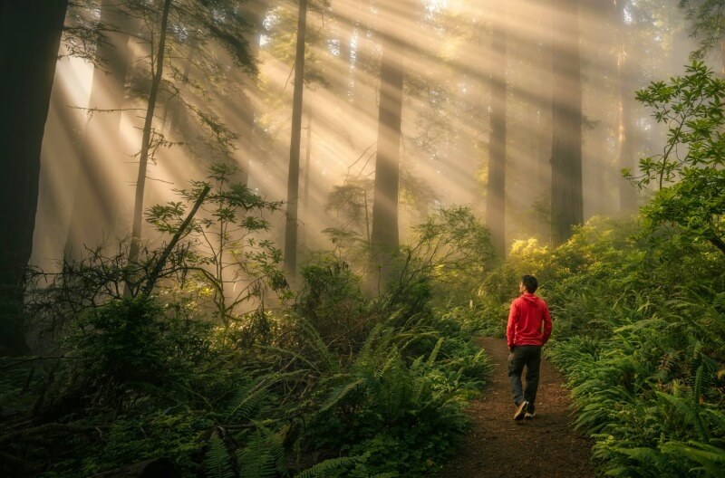 Person walking along a forest path with sunlight through the trees